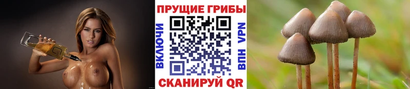 закладка Свободный Галлюциногенные грибы Psilocybe